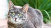 katt 2430805 (997 x 543) - © Illustrasjonsfoto.www.colourbox.no katt 2430805